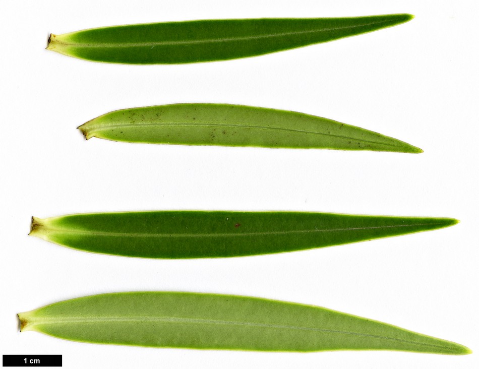 High resolution image: Family: Plantaginaceae - Genus: Hebe - Taxon: stricta - SpeciesSub: var. egmontiana